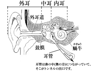 耳・喉